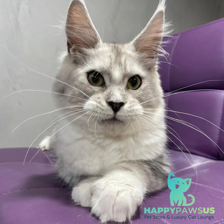 Kira Maine Coon female black silver bicolour ticked tabby - live animals