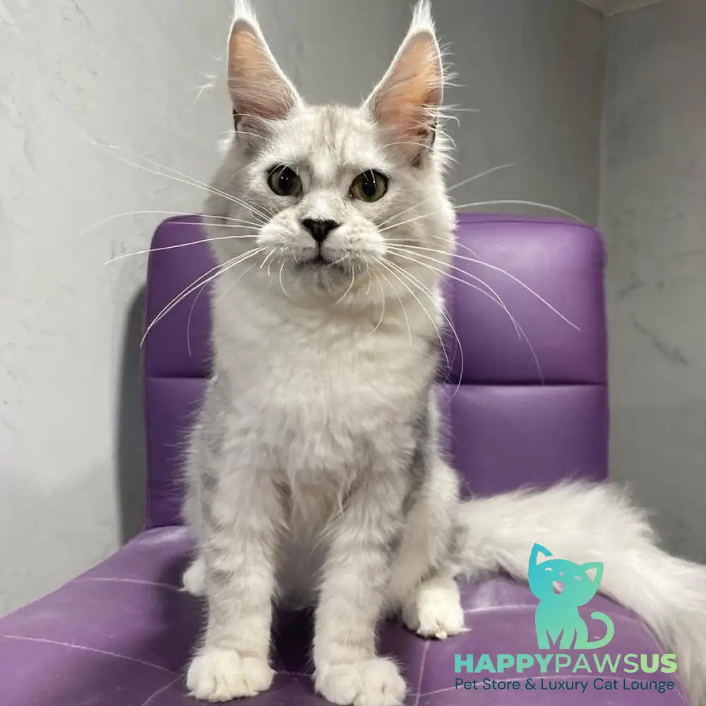 Kira Maine Coon female black silver bicolour ticked tabby - live animals