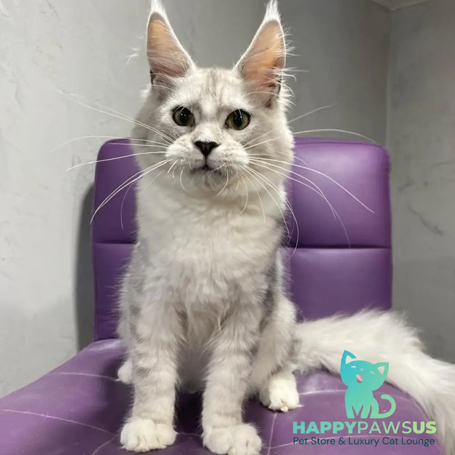 Kira Maine Coon female black silver bicolour ticked tabby - live animals