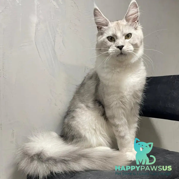 Kira Maine Coon female black silver bicolour ticked tabby - live animals