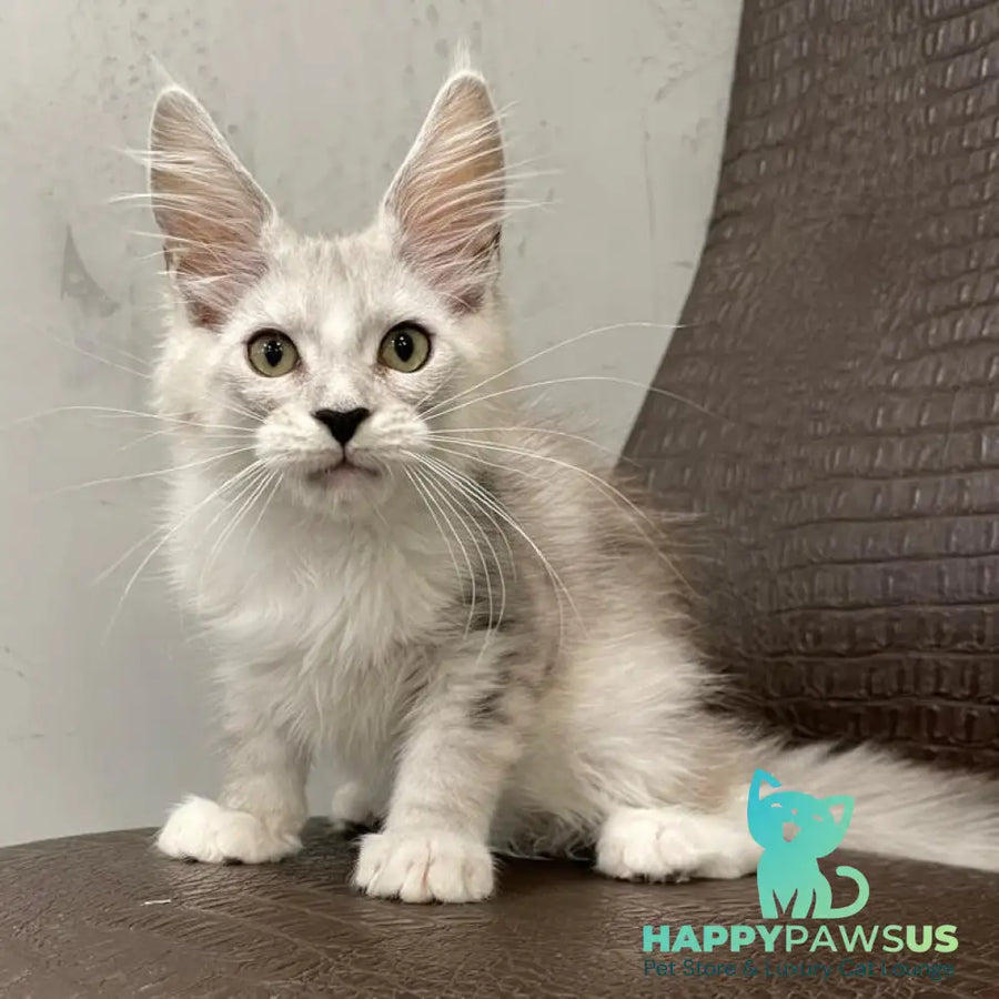 Kira Maine Coon female black silver bicolour ticked tabby - live animals