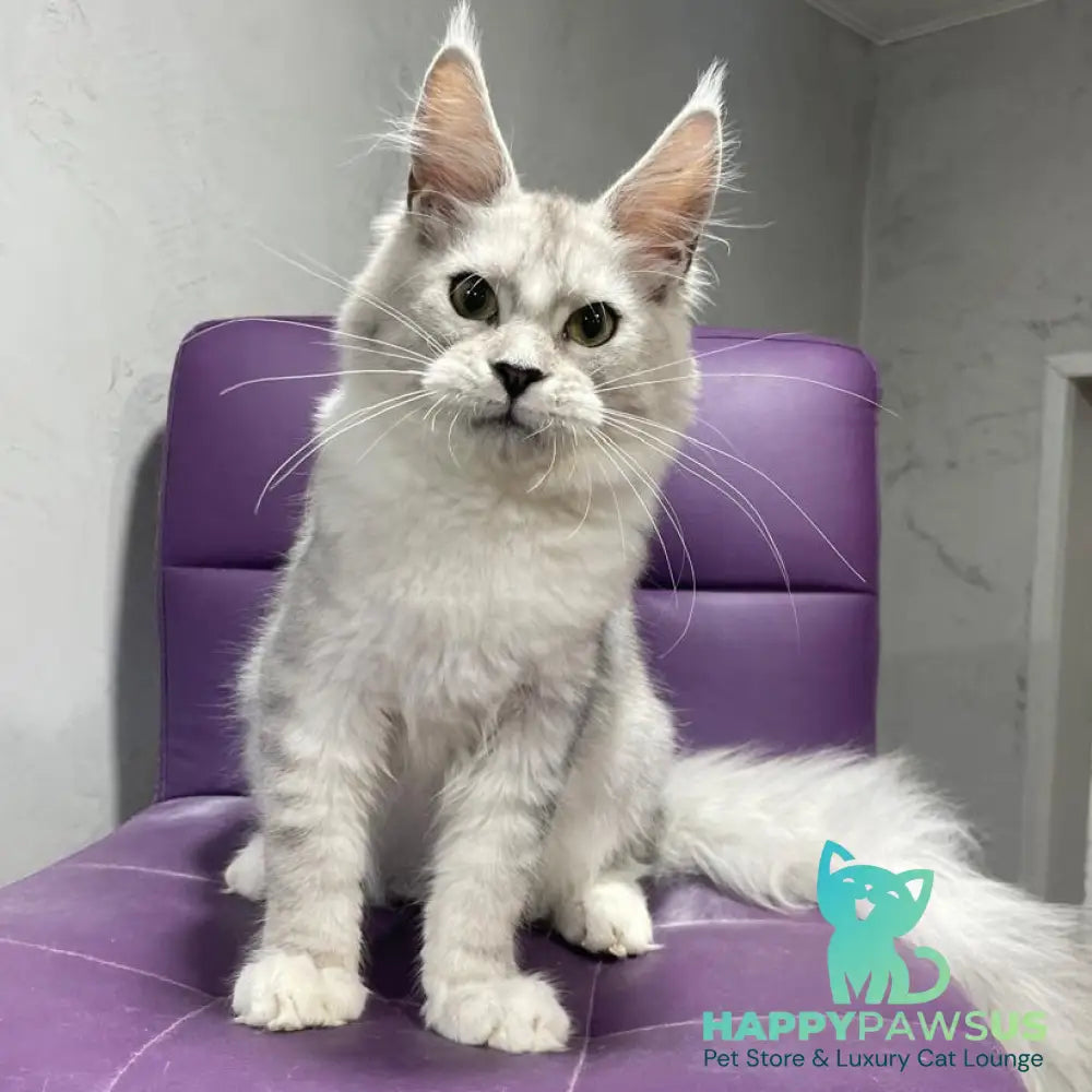 Kira Maine Coon female black silver bicolour ticked tabby - live animals