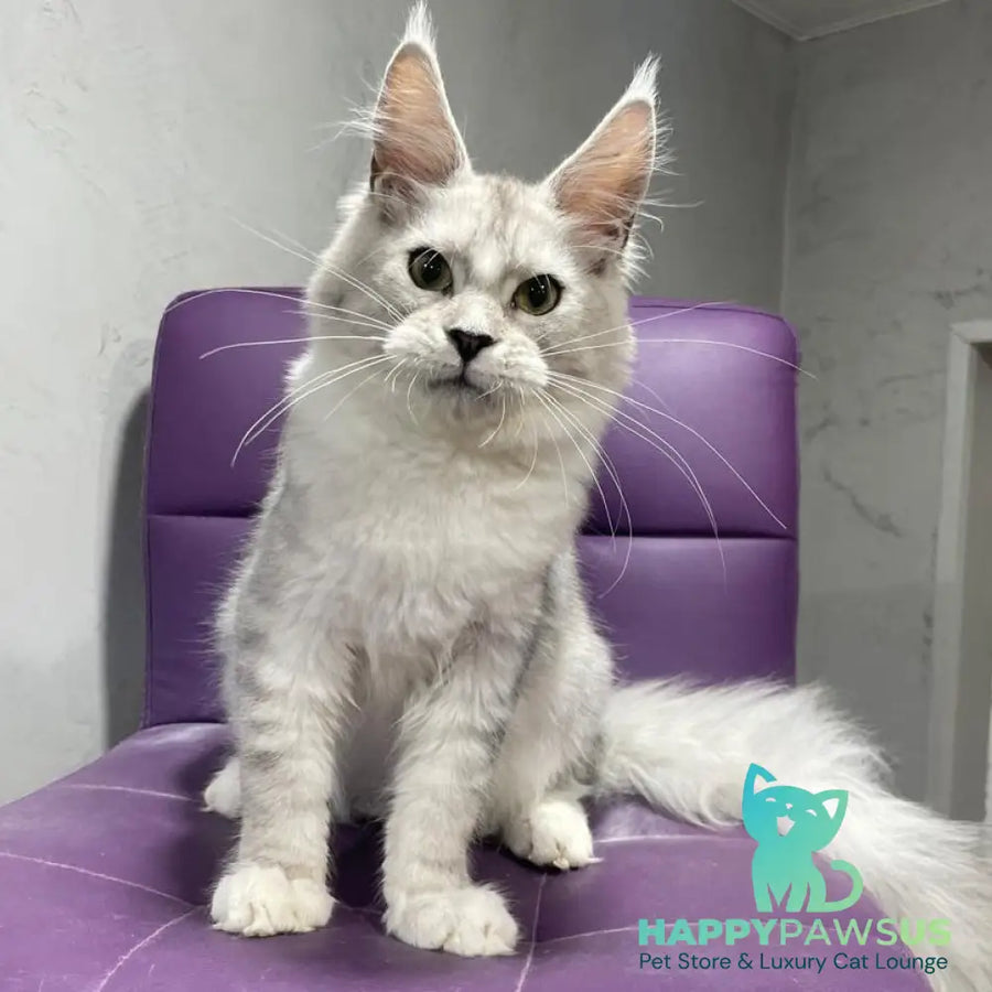 Kira Maine Coon female black silver bicolour ticked tabby - live animals