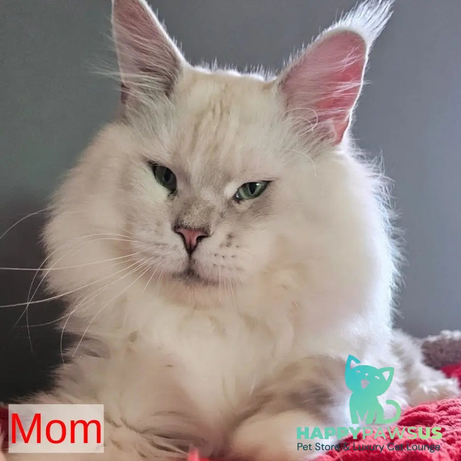 Kira Maine Coon female black silver bicolour ticked tabby - live animals
