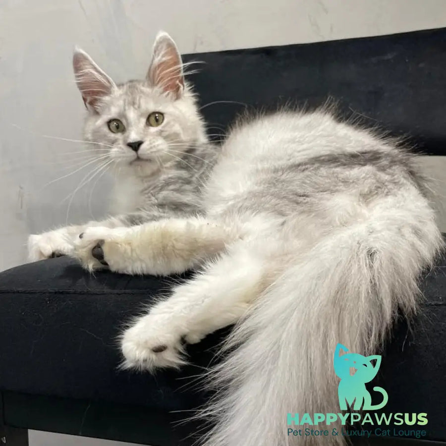 Kira Maine Coon female black silver bicolour ticked tabby - live animals