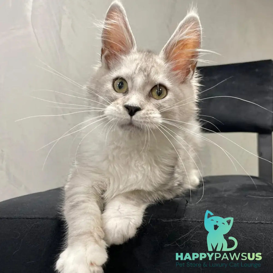 Kira Maine Coon female black silver bicolour ticked tabby - live animals