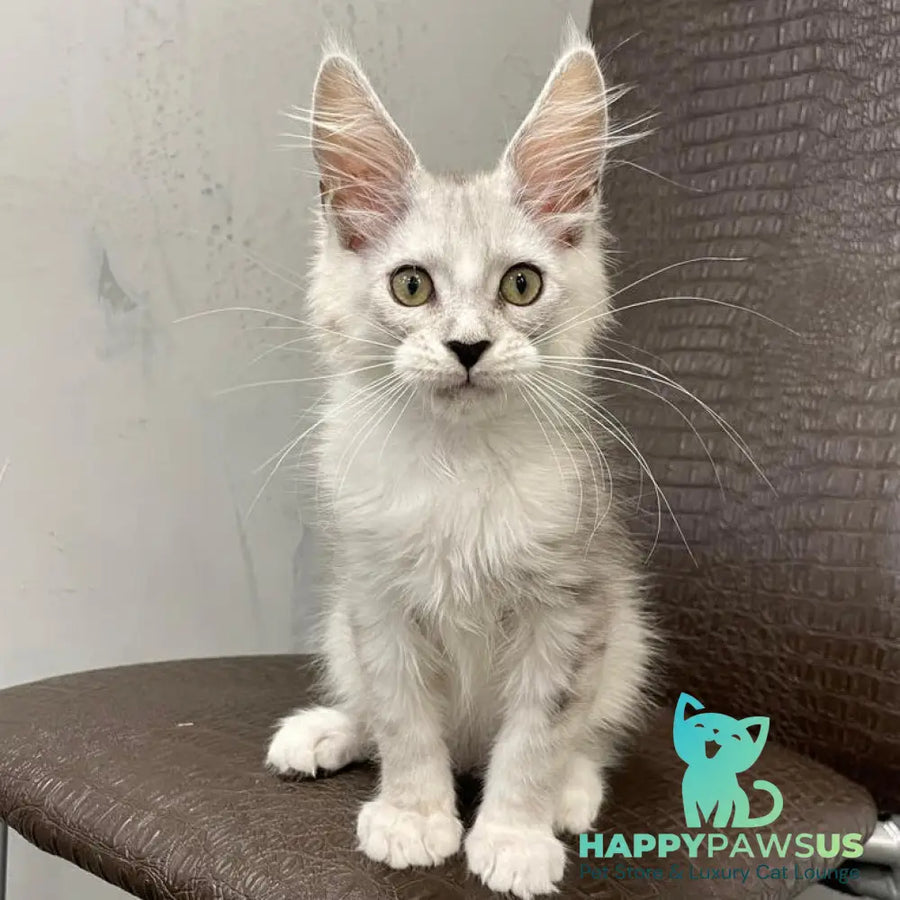 Kira Maine Coon female black silver bicolour ticked tabby - live animals