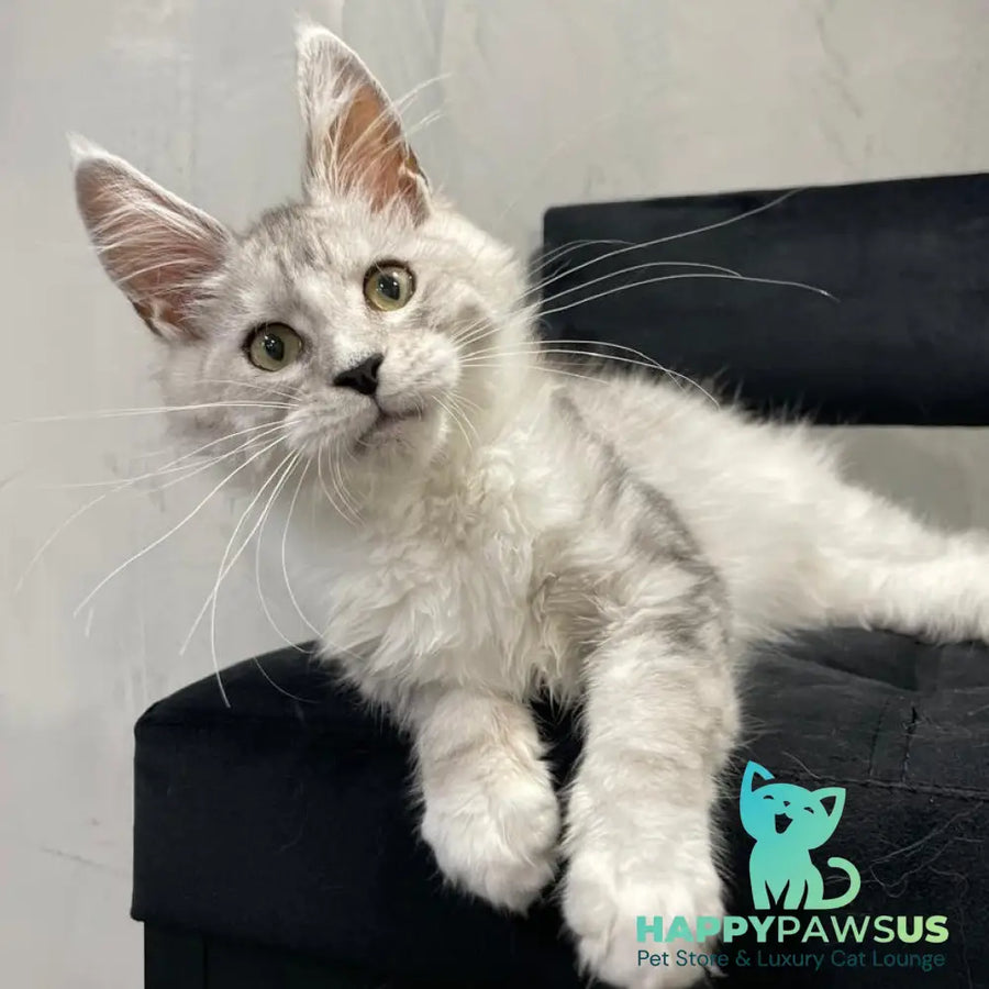 Kira Maine Coon female black silver bicolour ticked tabby - live animals