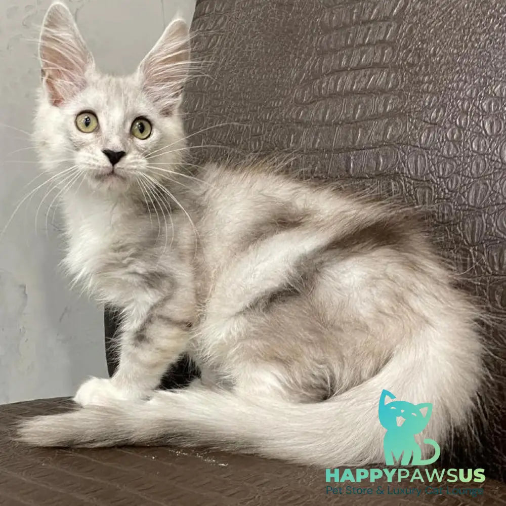 Kira Maine Coon female black silver bicolour ticked tabby - live animals