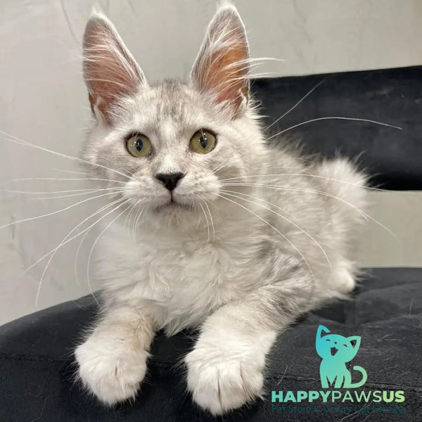 Kira Maine Coon female black silver bicolour ticked tabby - live animals