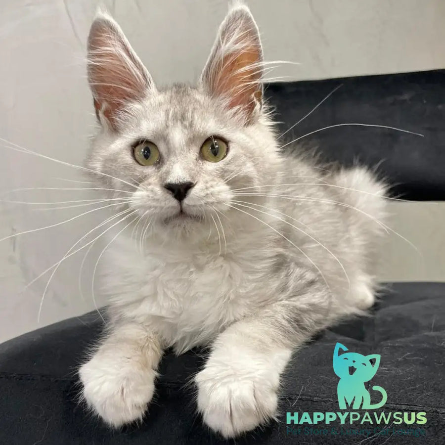 Kira Maine Coon female black silver bicolour ticked tabby - live animals