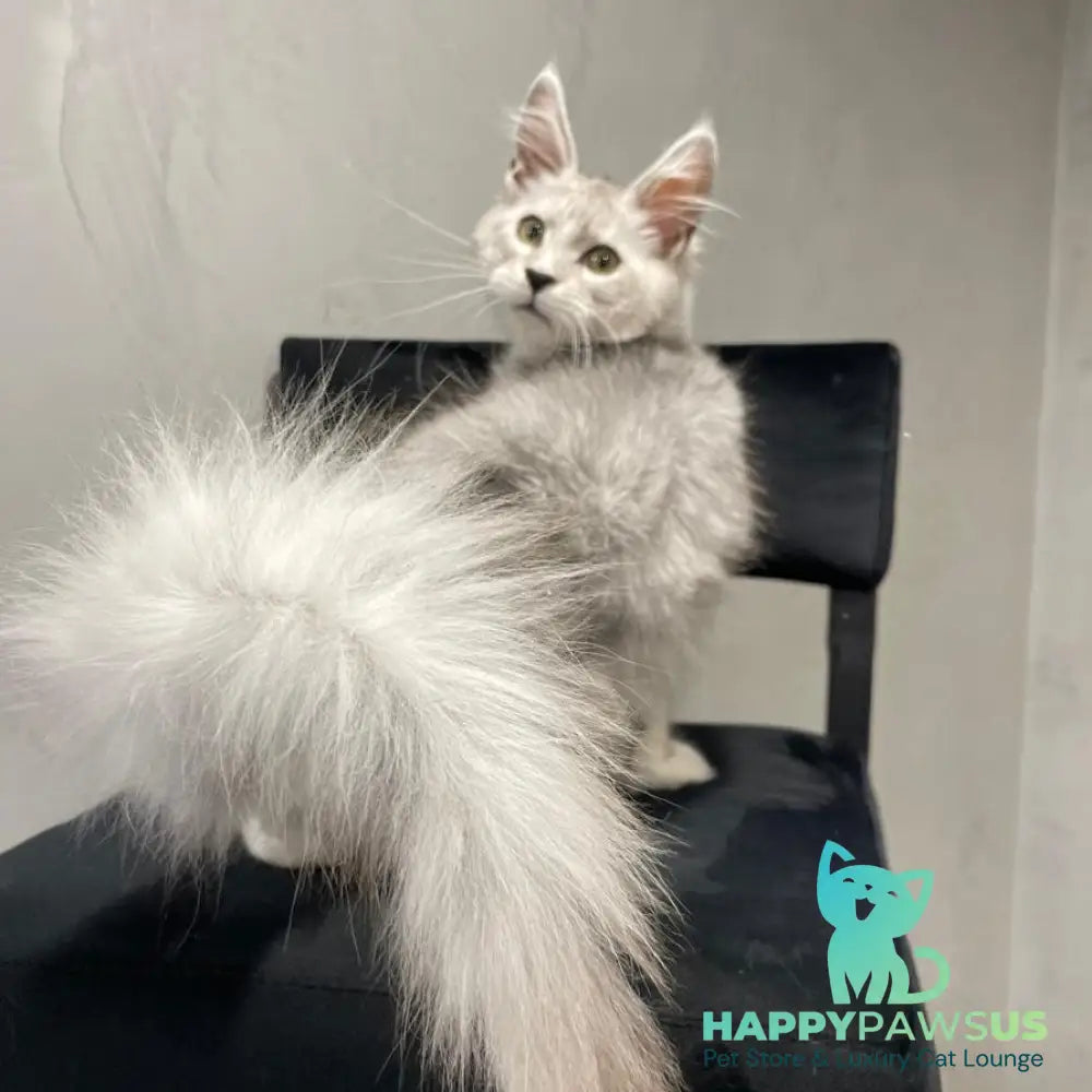 Kira Maine Coon female black silver bicolour ticked tabby - live animals