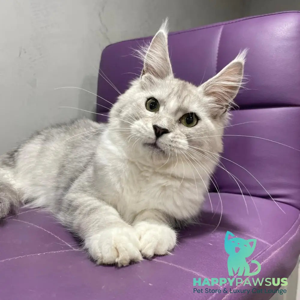 Kira Maine Coon female black silver bicolour ticked tabby - live animals