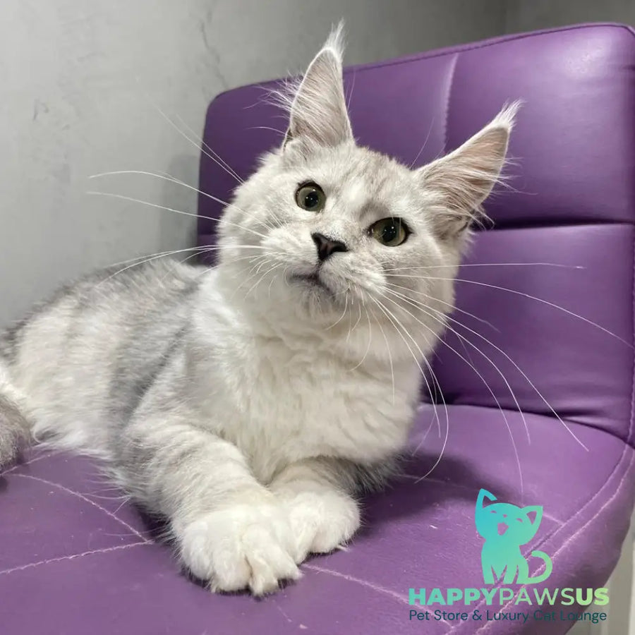 Kira Maine Coon female black silver bicolour ticked tabby - live animals