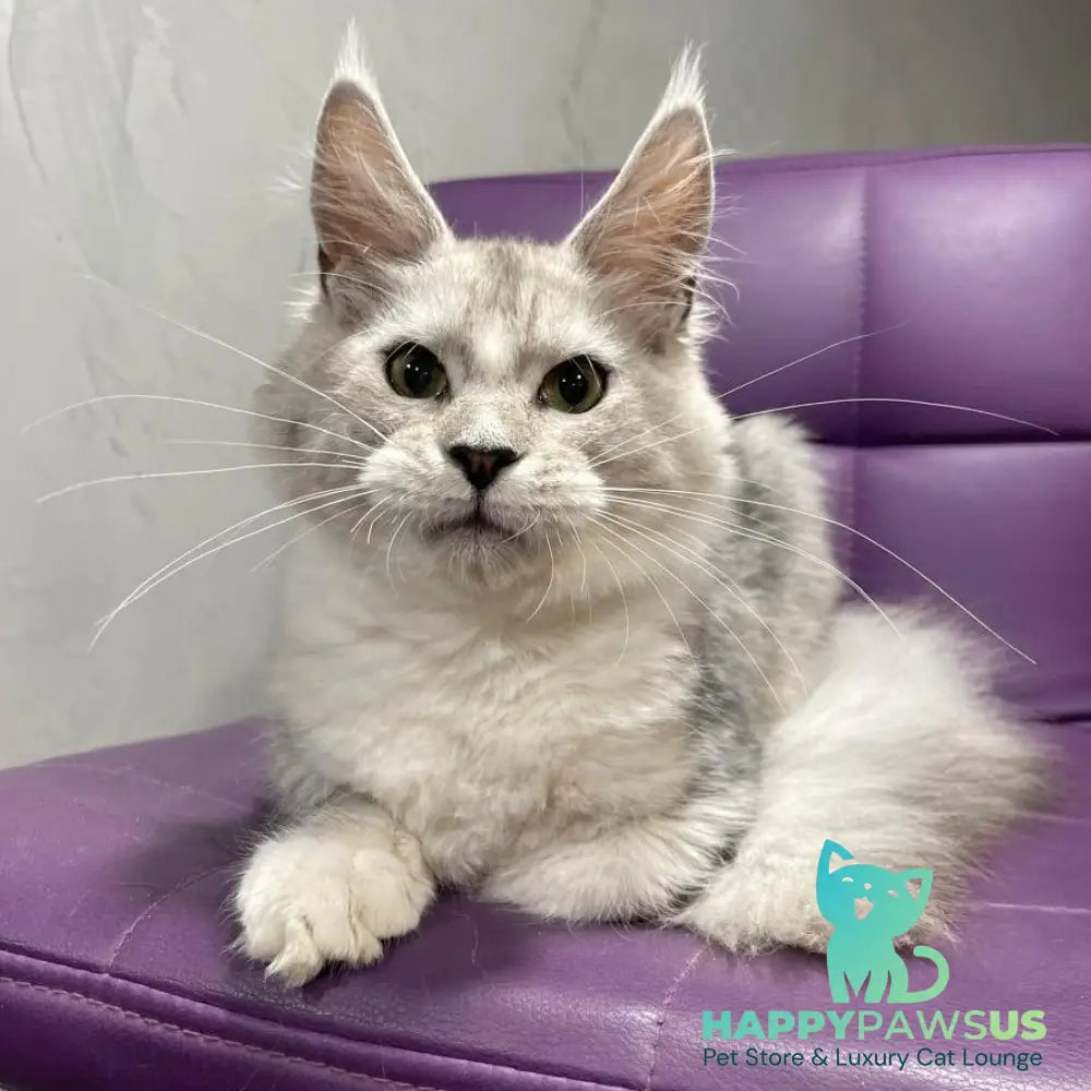 Kira Maine Coon female black silver bicolour ticked tabby - live animals