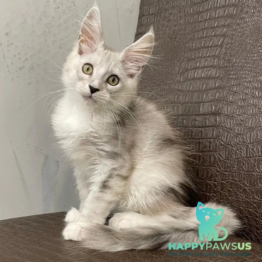 Kira Maine Coon female black silver bicolour ticked tabby - live animals