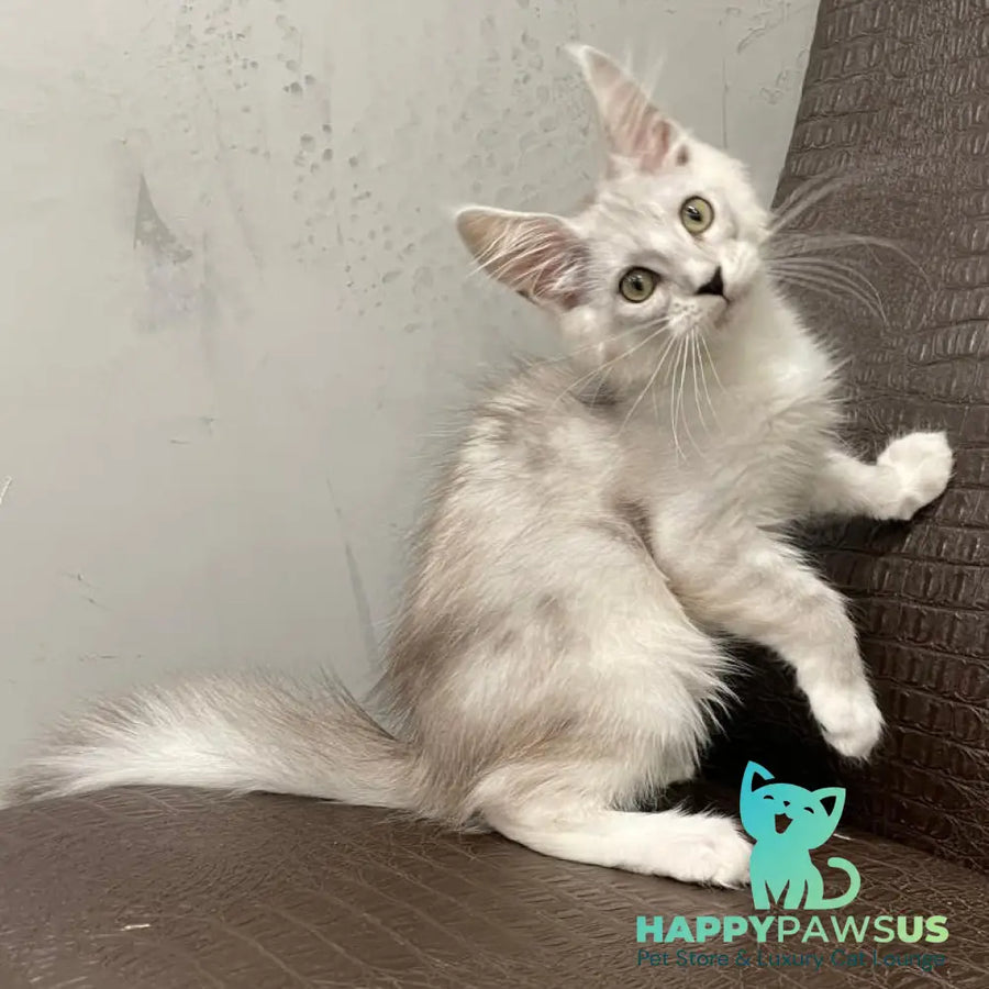 Kira Maine Coon female black silver bicolour ticked tabby - live animals