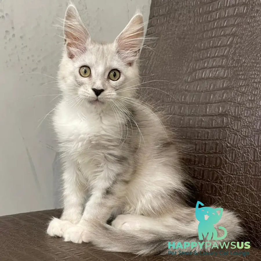 Kira Maine Coon female black silver bicolour ticked tabby - live animals