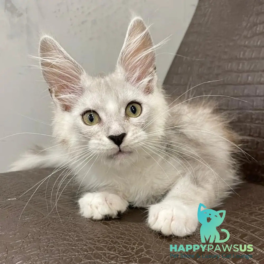 Kira Maine Coon female black silver bicolour ticked tabby - live animals