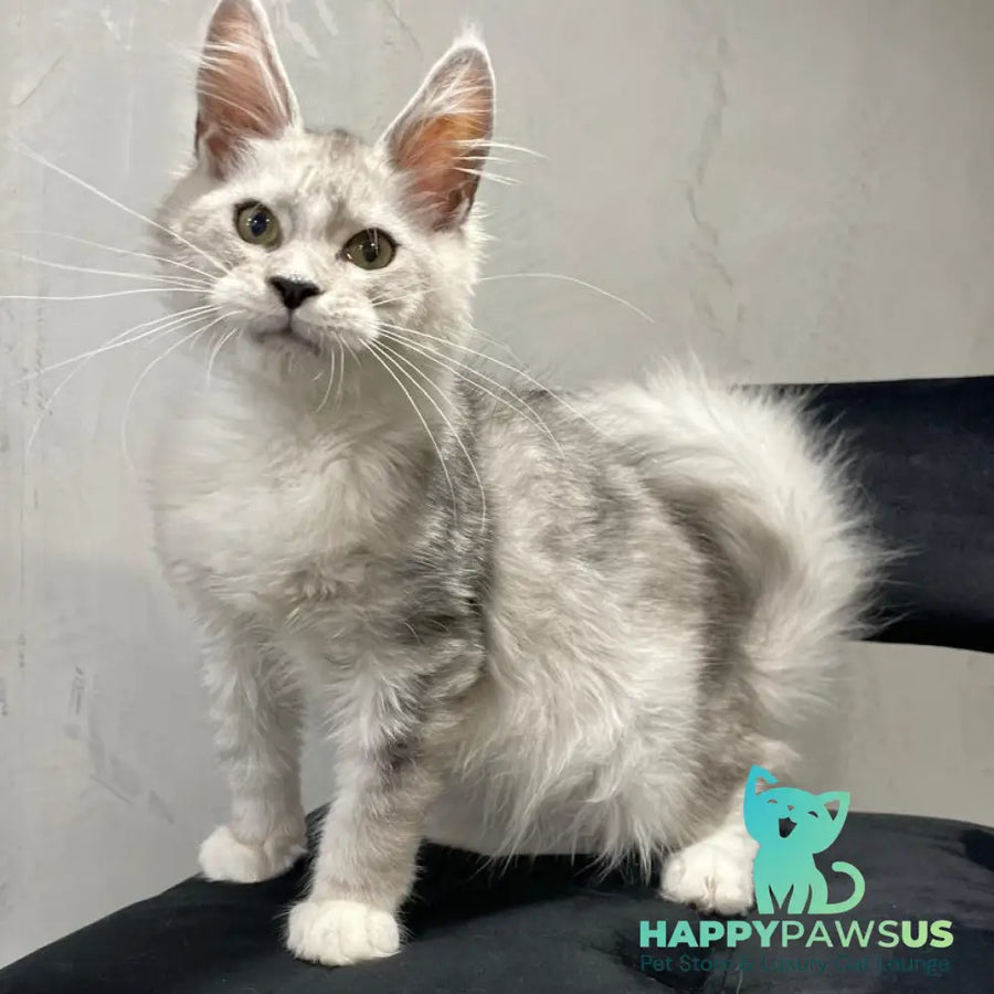 Kira Maine Coon female black silver bicolour ticked tabby - live animals