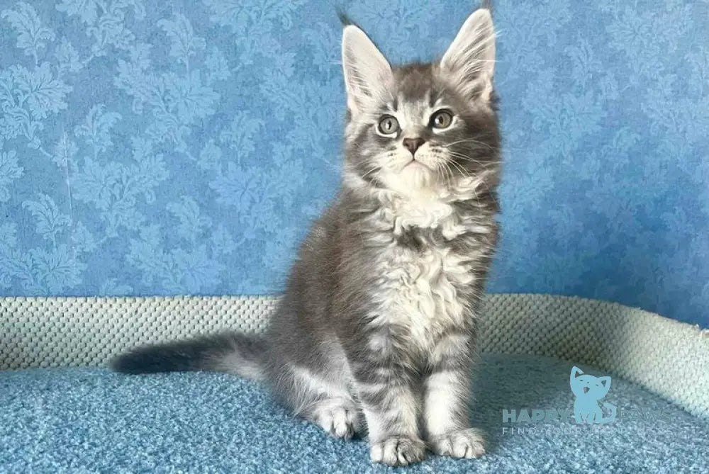 Kira Maine Coon female blue silver ticked tabby live animals