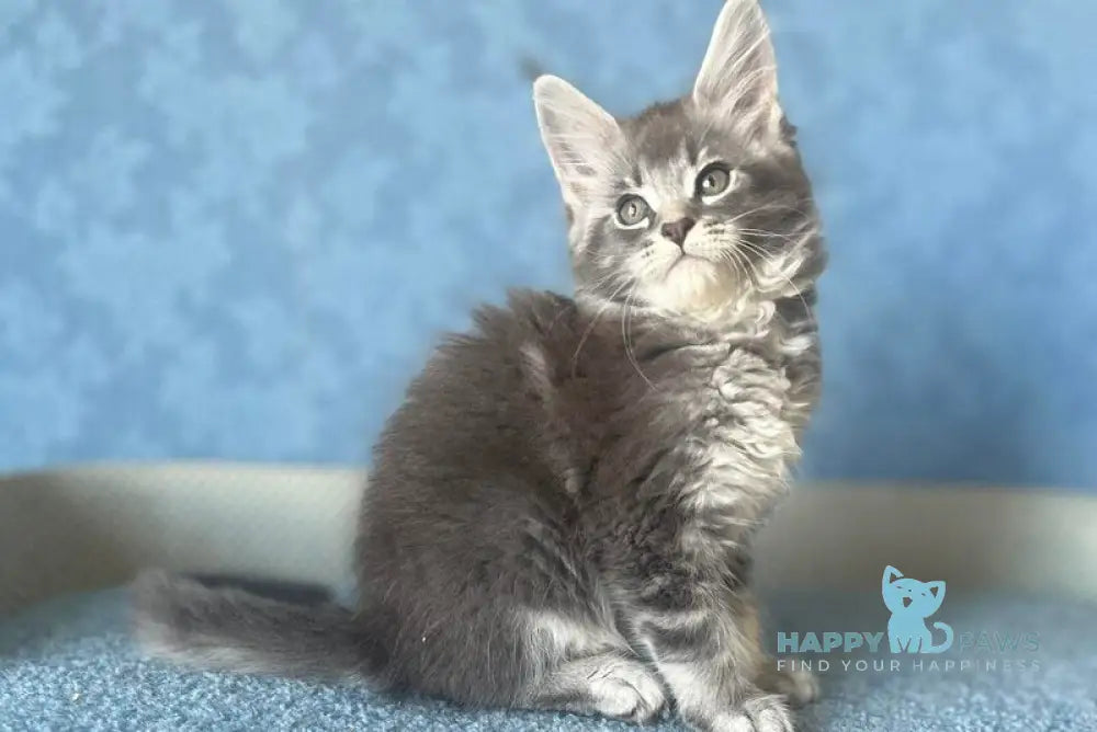 Kira Maine Coon female blue silver ticked tabby live animals