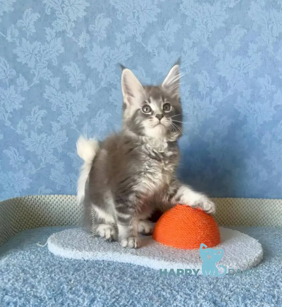 Kira Maine Coon female blue silver ticked tabby live animals