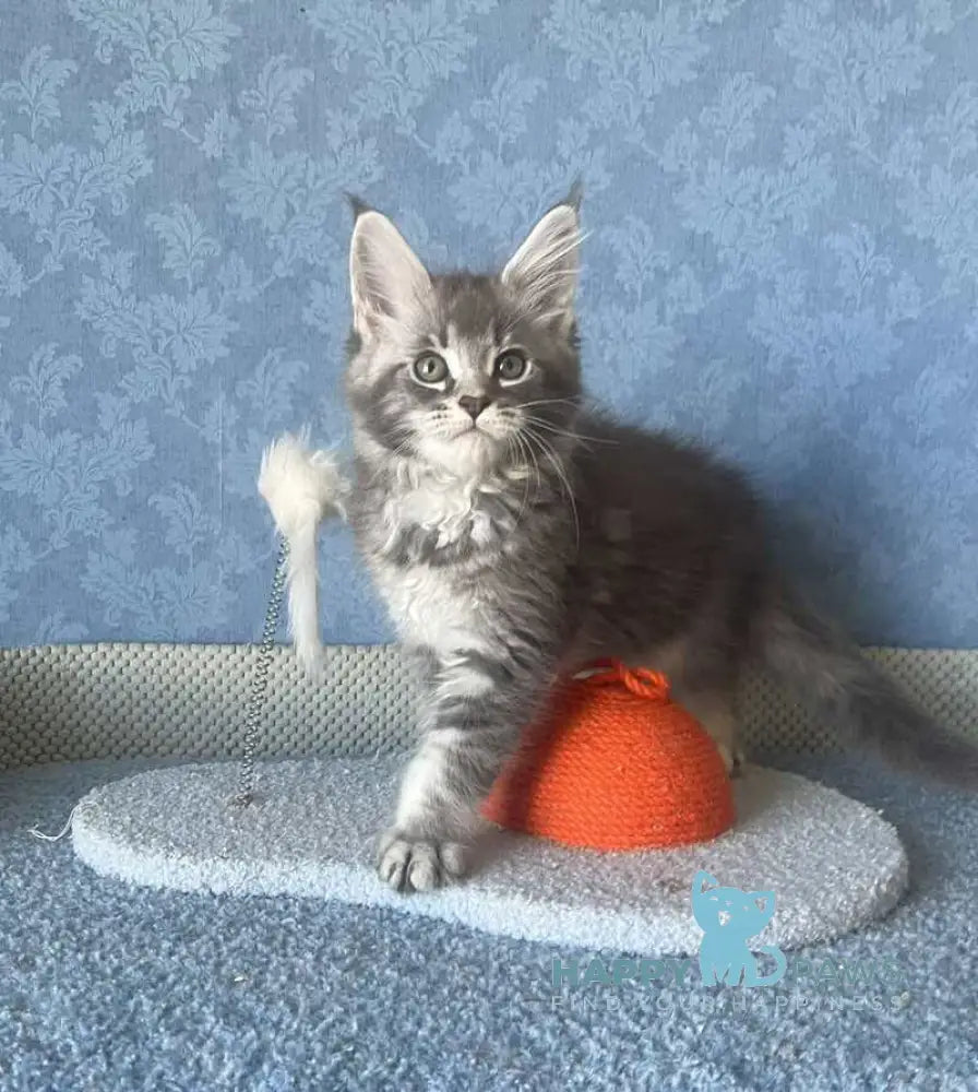Kira Maine Coon female blue silver ticked tabby live animals