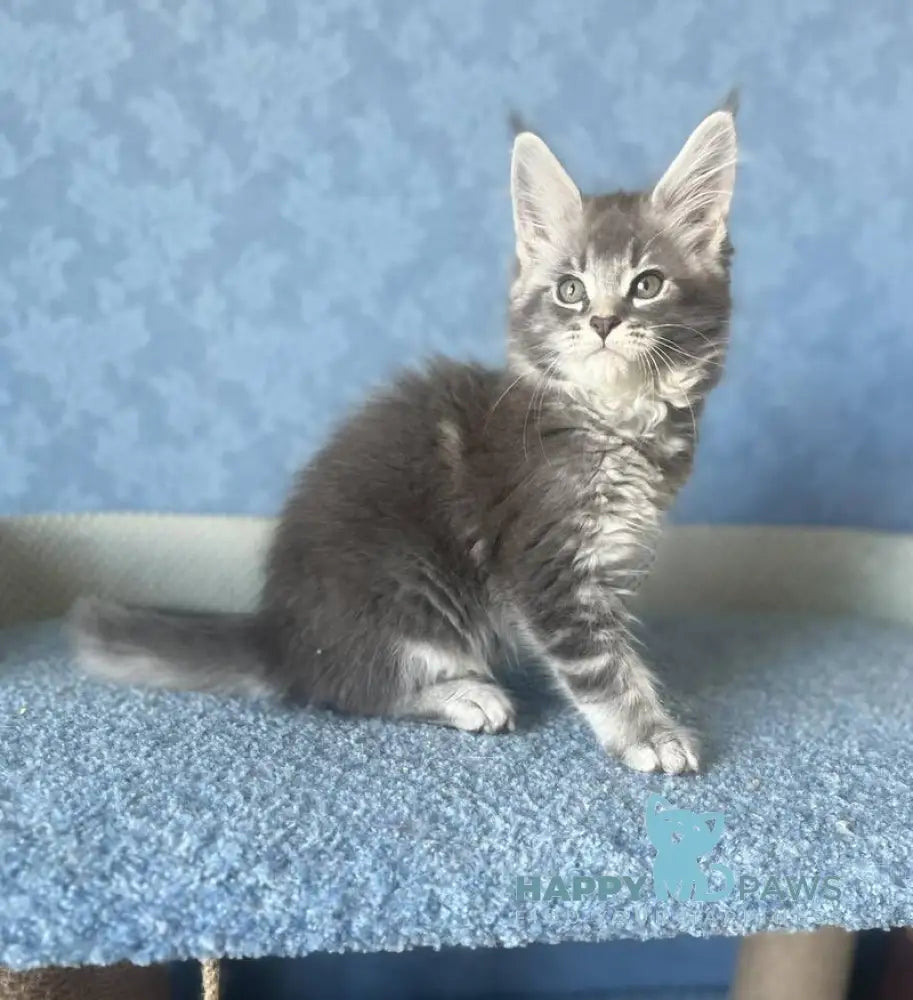 Kira Maine Coon female blue silver ticked tabby live animals