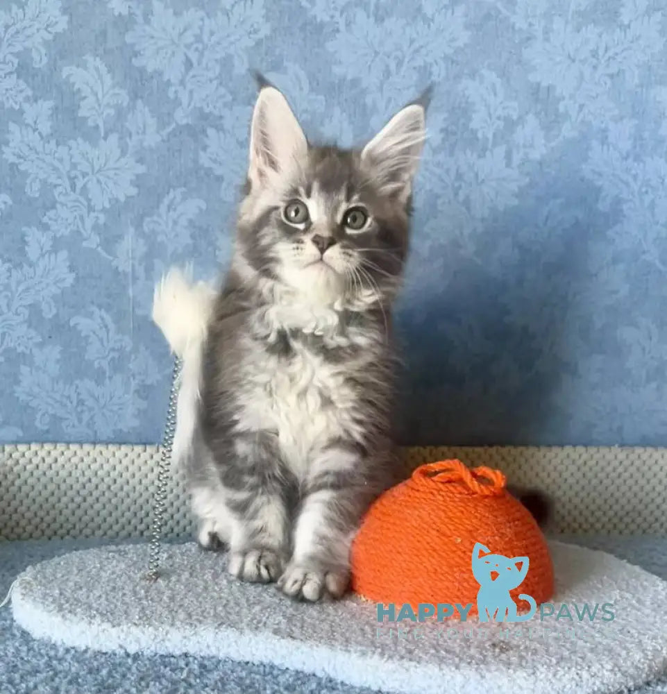 Kira Maine Coon female blue silver ticked tabby live animals