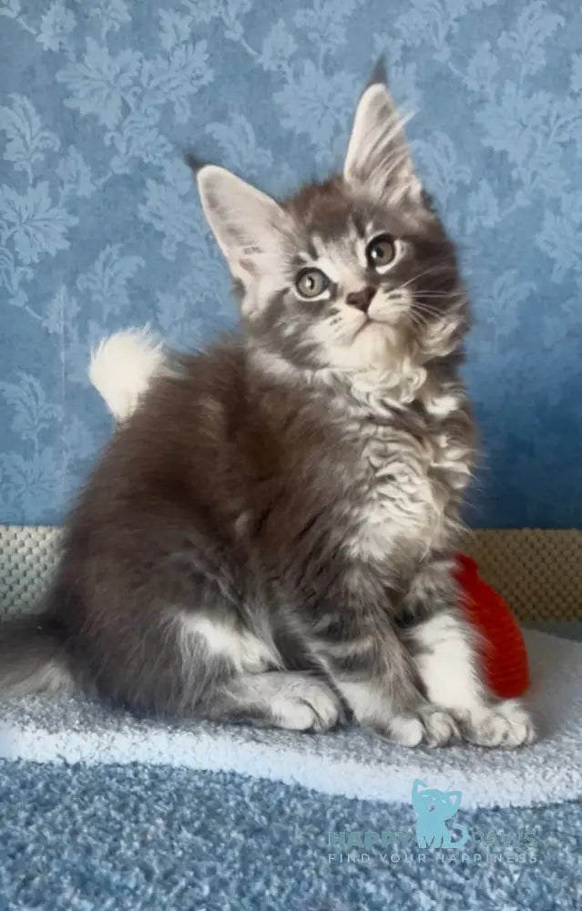 Kira Maine Coon female blue silver ticked tabby live animals