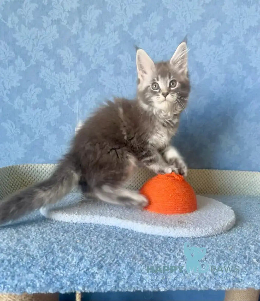 Kira Maine Coon female blue silver ticked tabby live animals