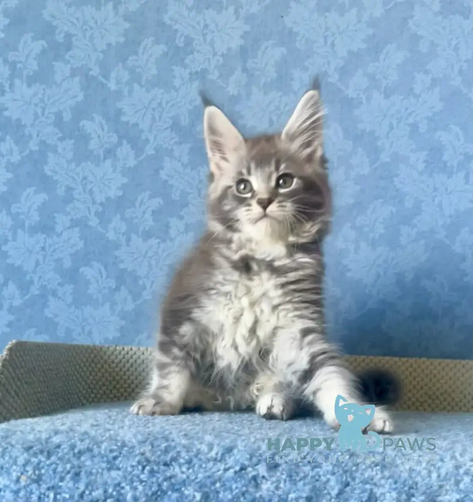 Kira Maine Coon female blue silver ticked tabby live animals
