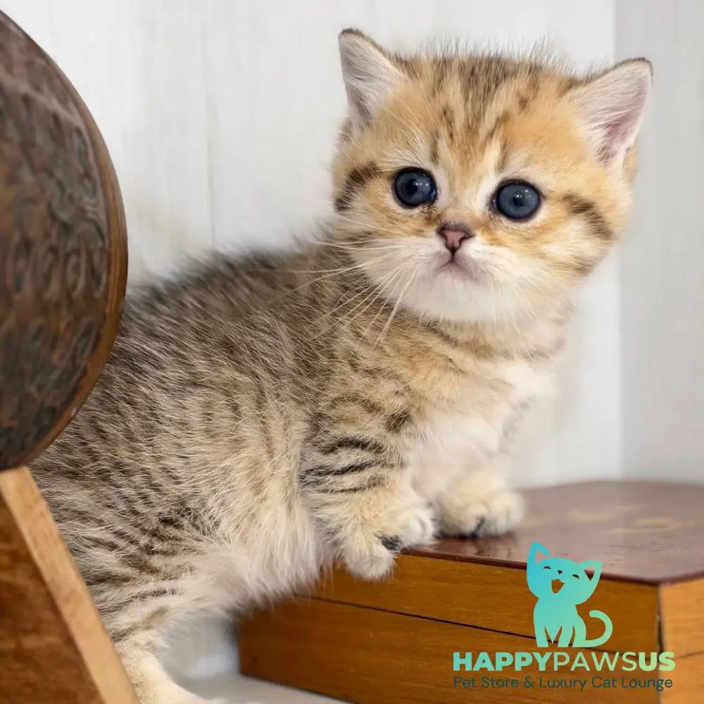 Kira Munchkin female black golden spotted tabby - live animals