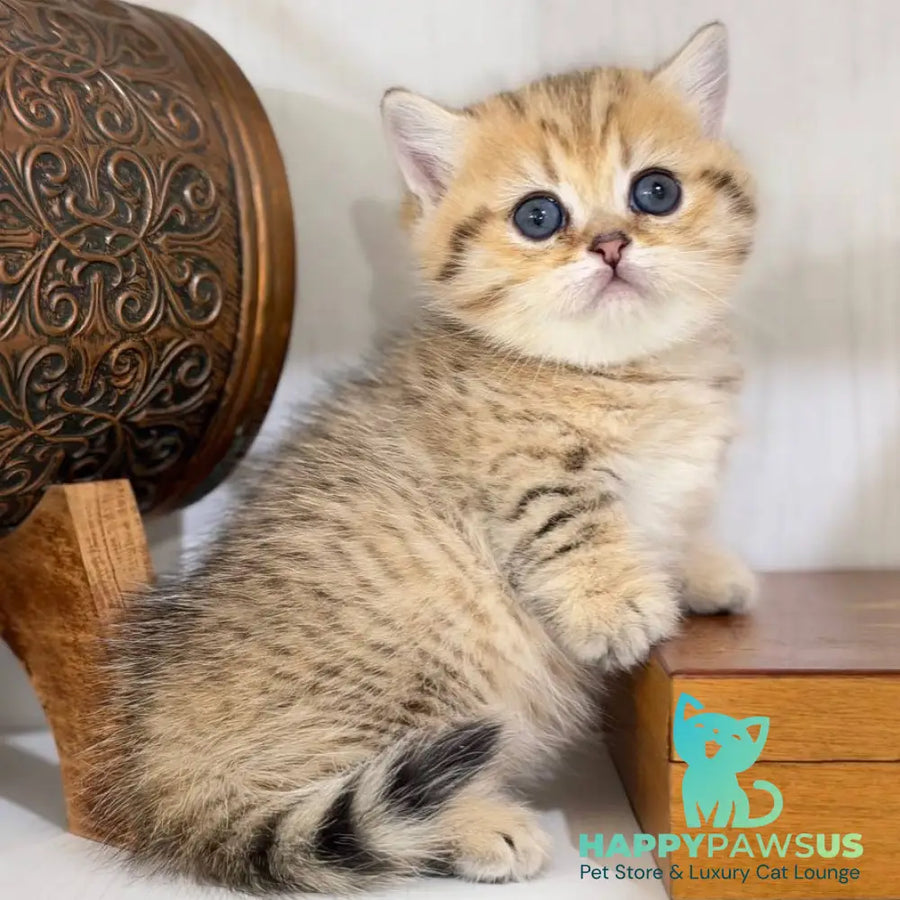 Kira Munchkin female black golden spotted tabby - live animals