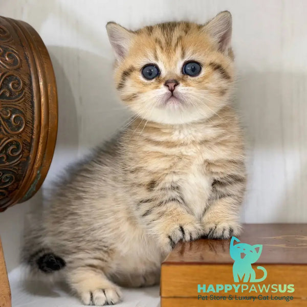 Kira Munchkin female black golden spotted tabby - live animals