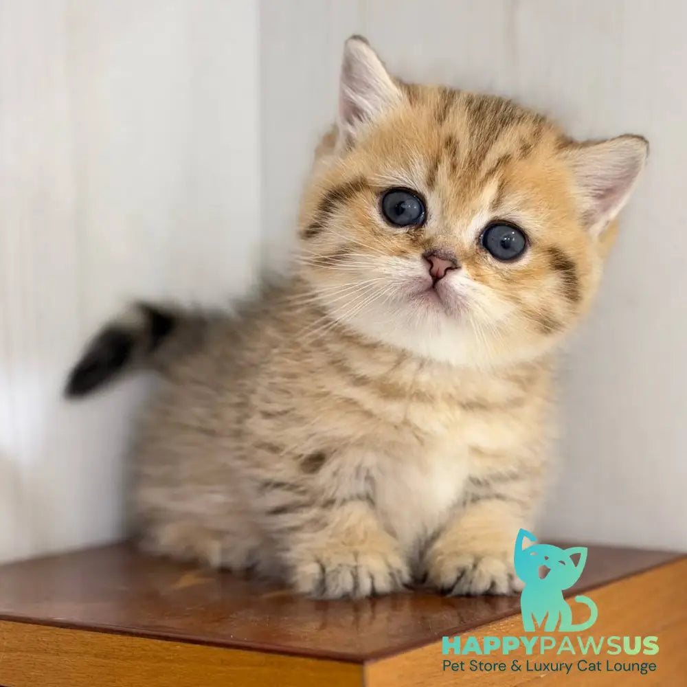 Kira Munchkin female black golden spotted tabby - live animals