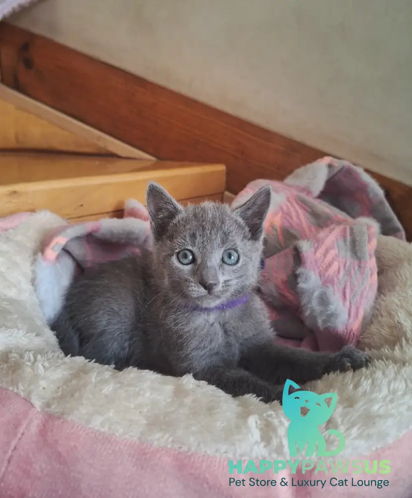 Kira Russian Blue female blue - live animals