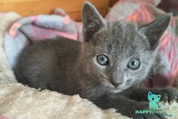 Kira Russian Blue female blue - live animals