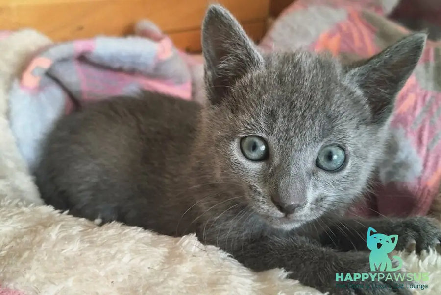Kira Russian Blue female blue - live animals