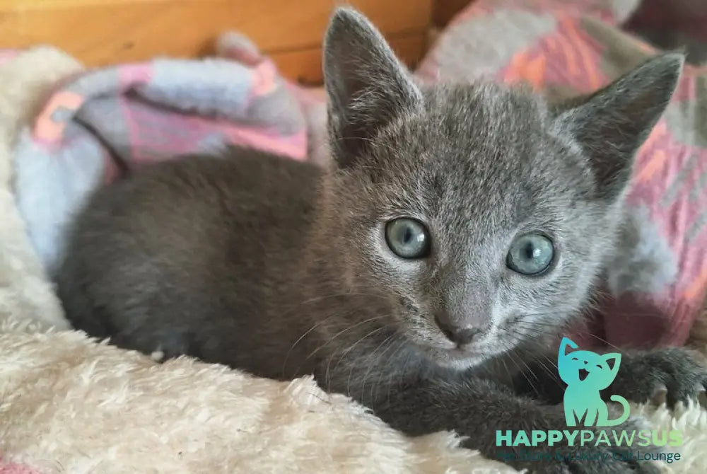 Kira Russian Blue female blue - live animals