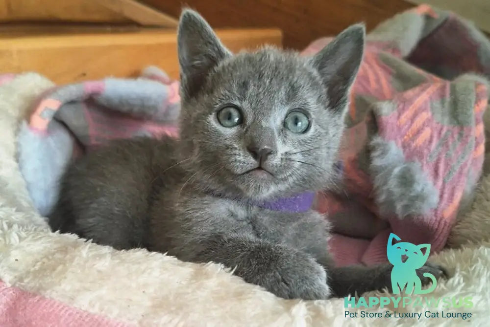 Kira Russian Blue female blue - live animals