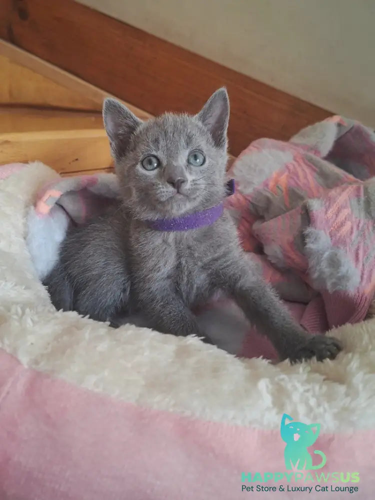 Kira Russian Blue female blue - live animals
