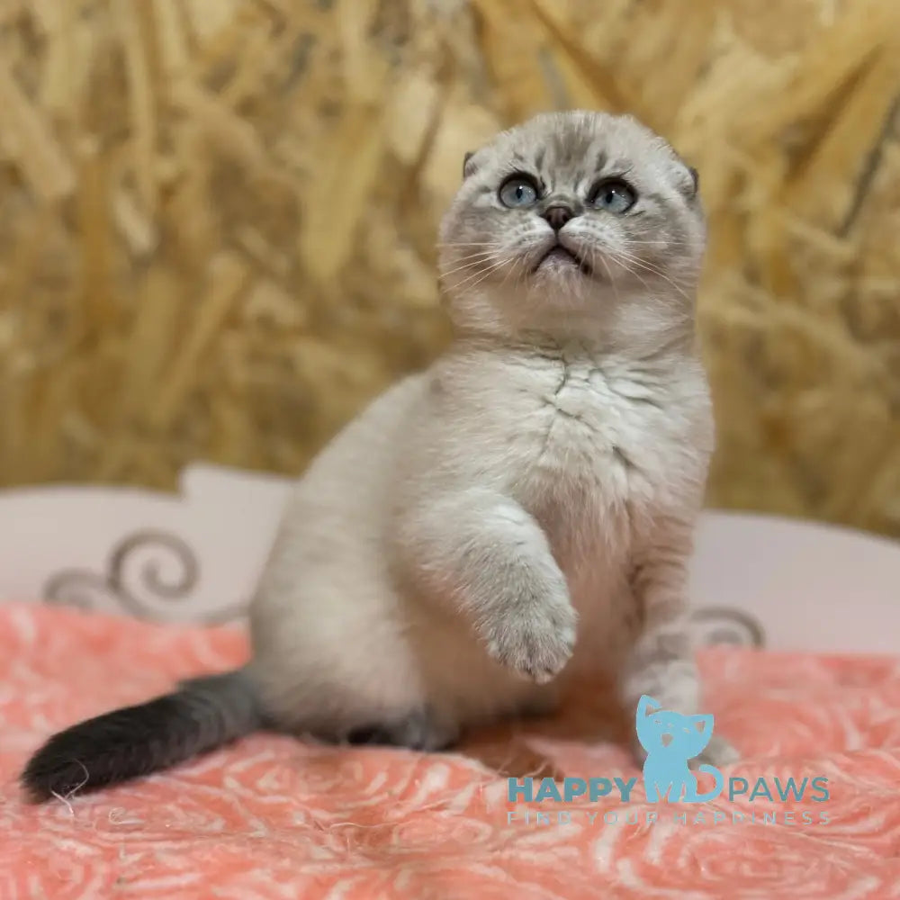 Kira Scottish Fold Female Blue Ticked Tabby Pointed Live Animals