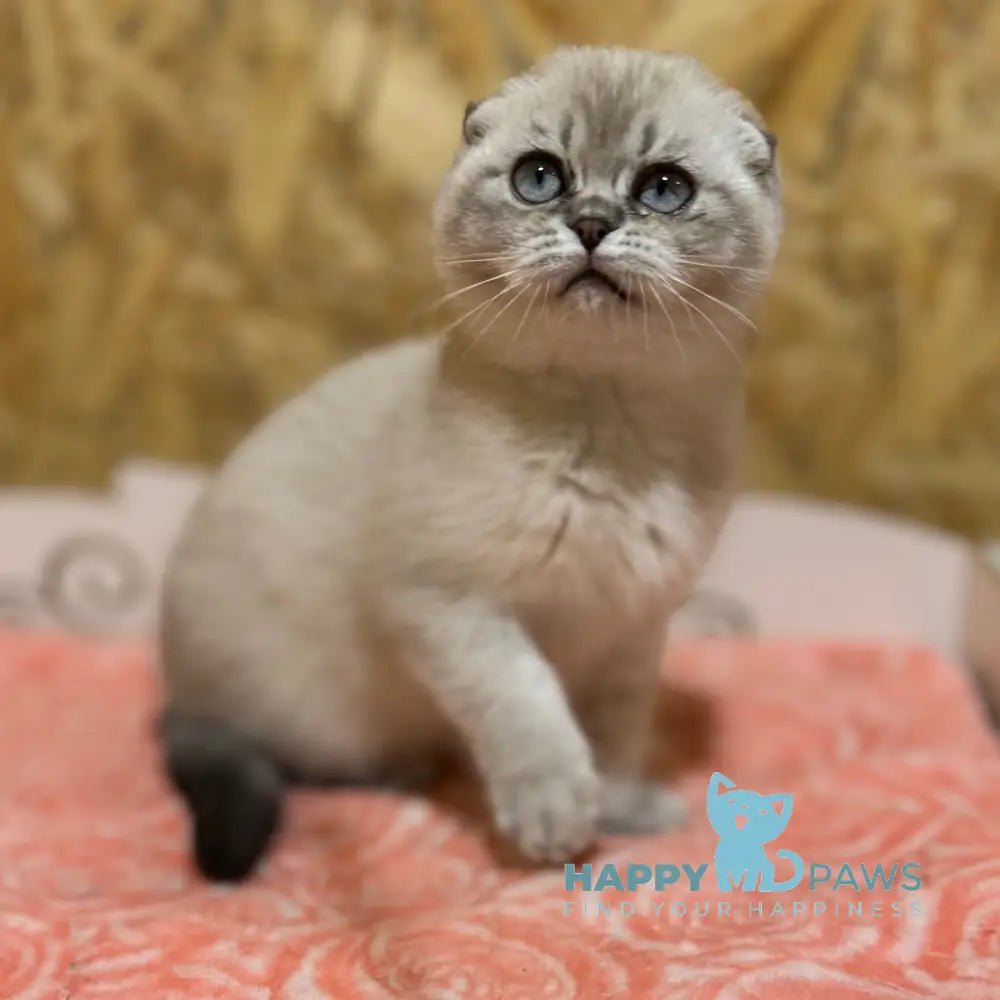 Kira Scottish Fold Female Blue Ticked Tabby Pointed Live Animals