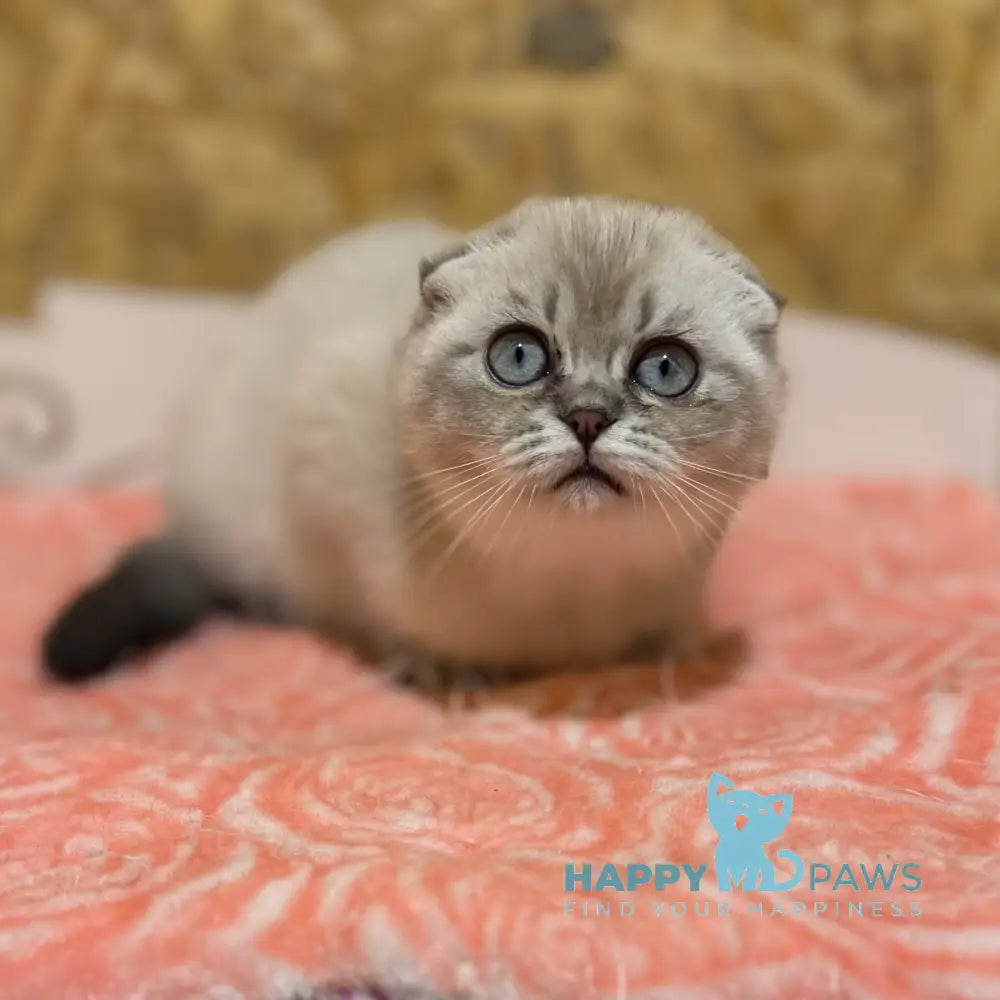 Kira Scottish Fold Female Blue Ticked Tabby Pointed Live Animals