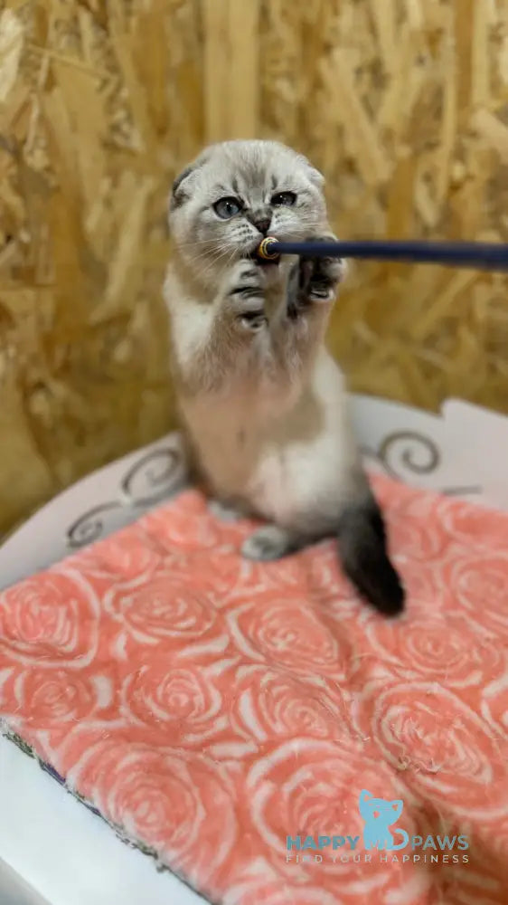 Kira Scottish Fold Female Blue Ticked Tabby Pointed Live Animals