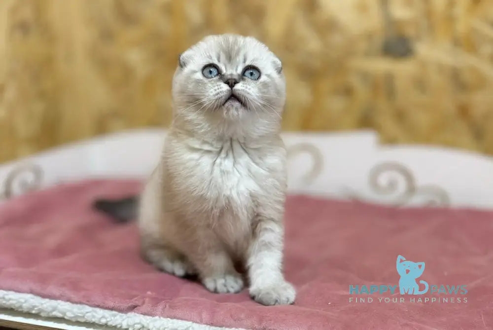 Kira Scottish Fold Female Blue Ticked Tabby Pointed Live Animals