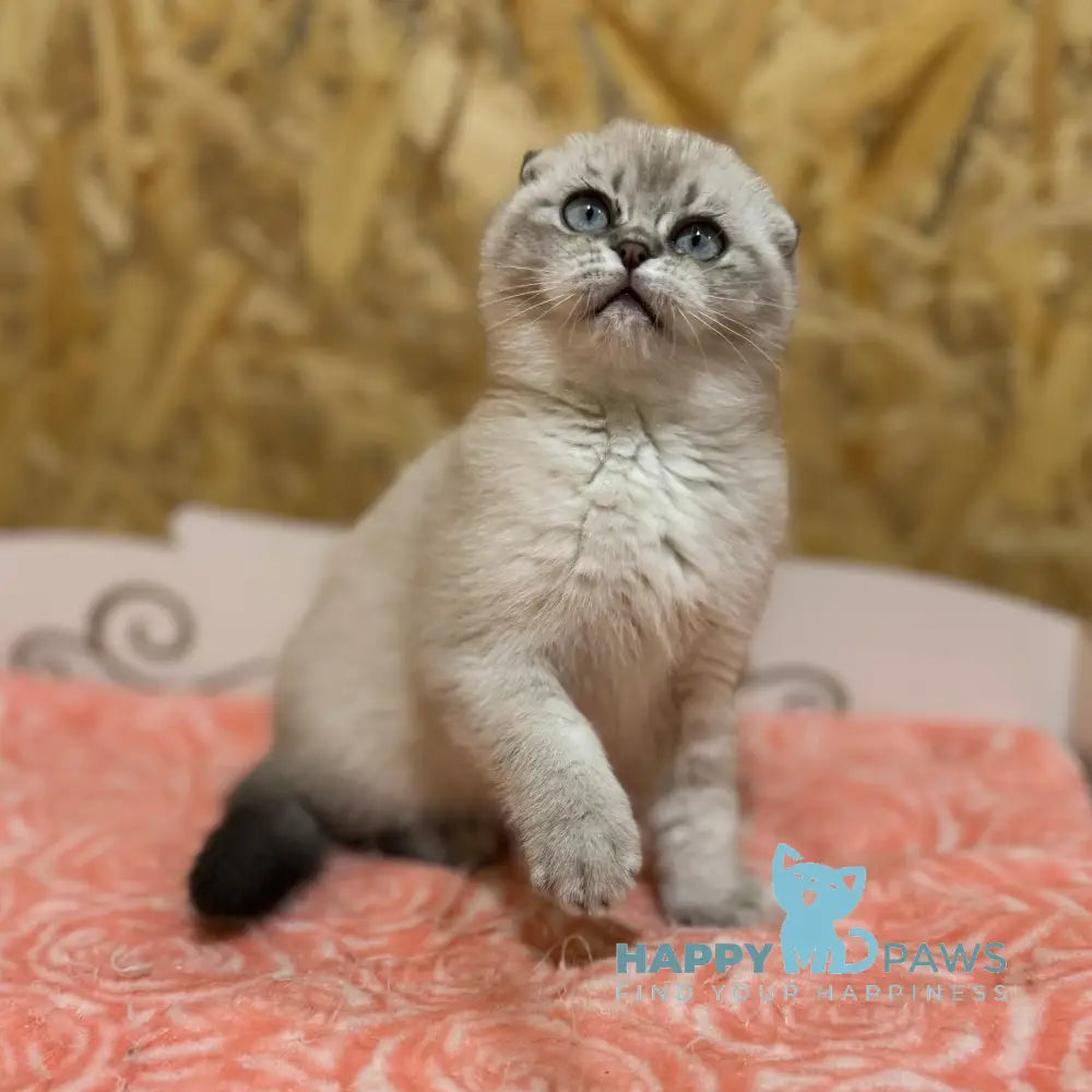 Kira Scottish Fold Female Blue Ticked Tabby Pointed Live Animals
