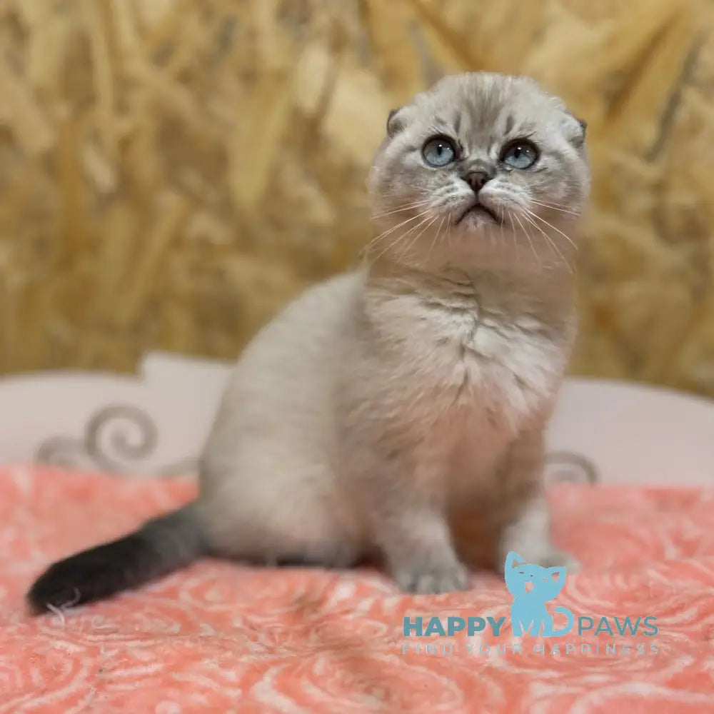 Kira Scottish Fold Female Blue Ticked Tabby Pointed Live Animals